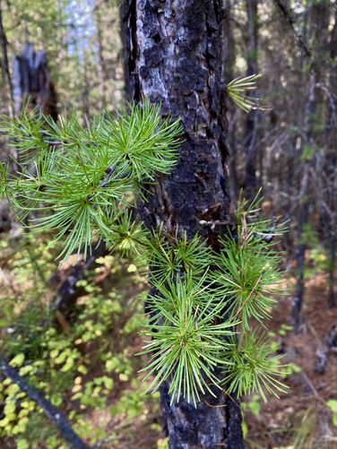 Western Larch