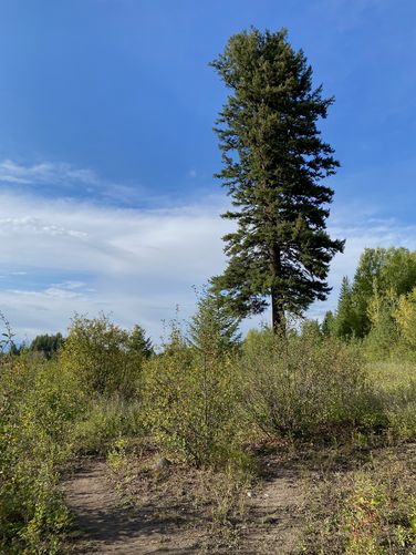 Picture 12 of Hidden Meadow Trail