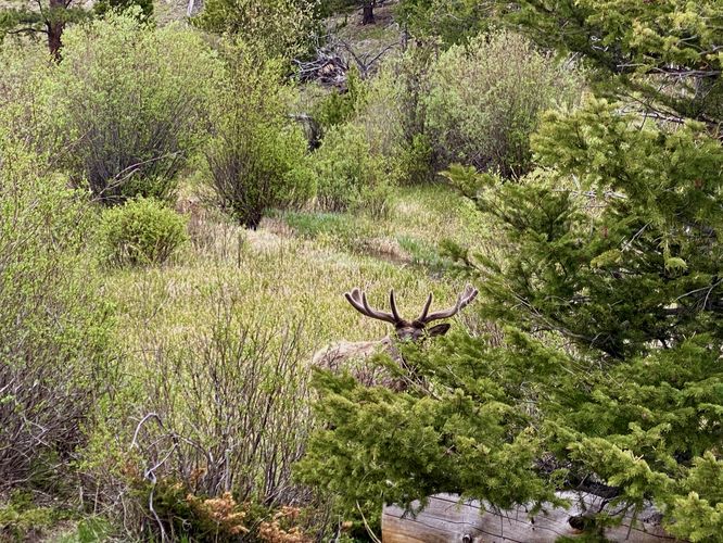 Wild elk in the brush