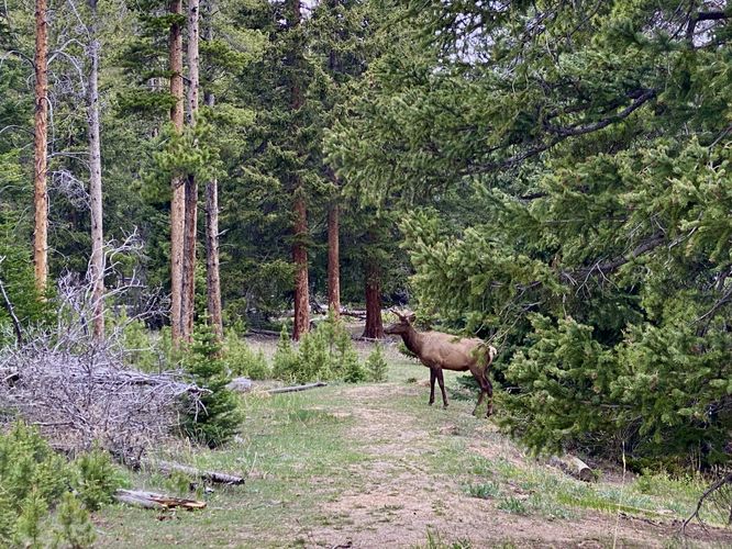 Wild elk on the trail