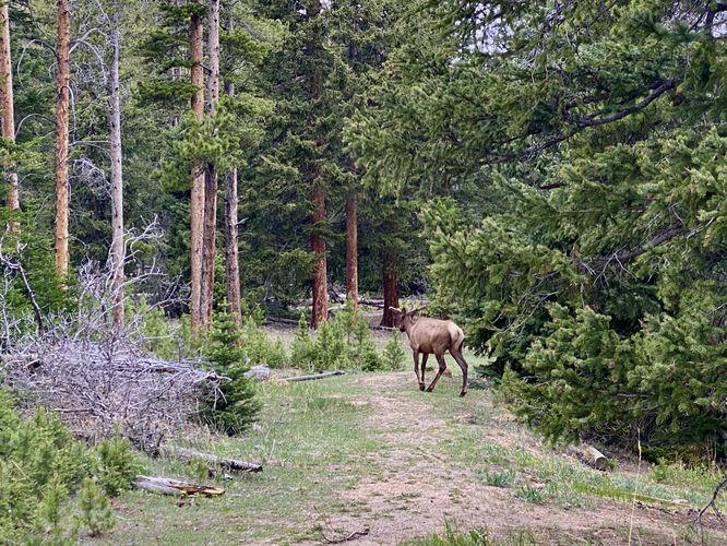 Wild elk on the trail