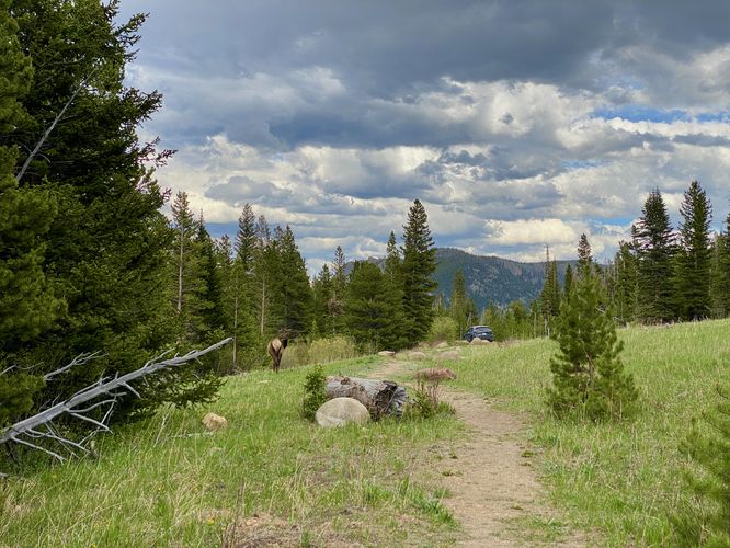 Wild elk on the trail