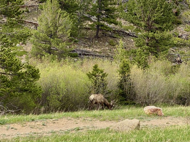 Wild elk