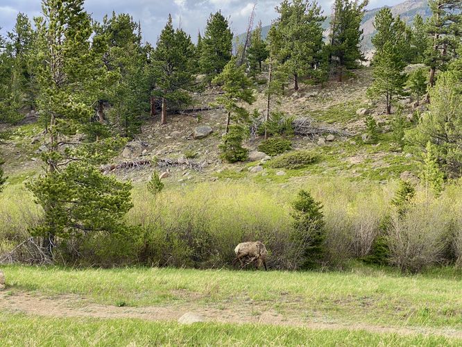 Wild elk