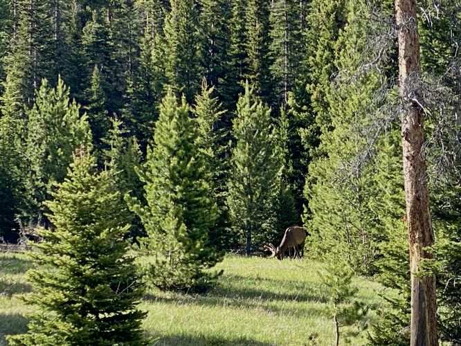 Wild elk grazing off-trail
