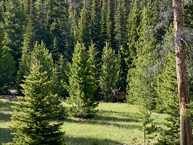 Wild elk grazing off-trail