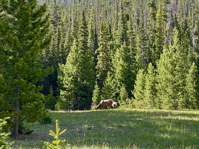 Wild elk grazing off-trail