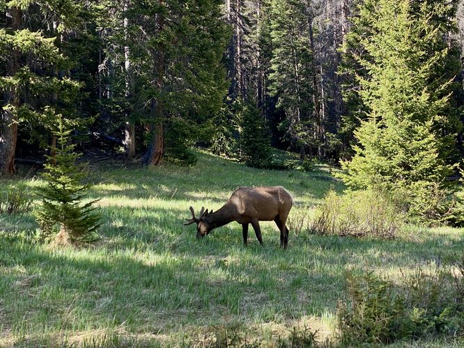 Wild elk grazing near the trail