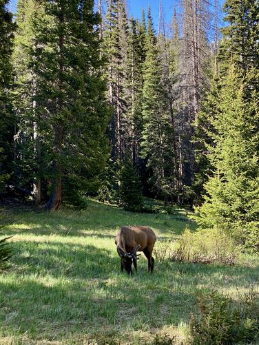 Wild elk grazing near the trail