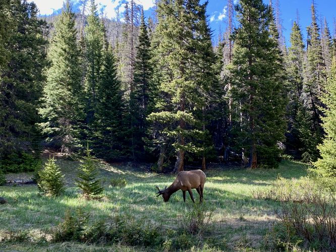 Wild elk grazing near the trail