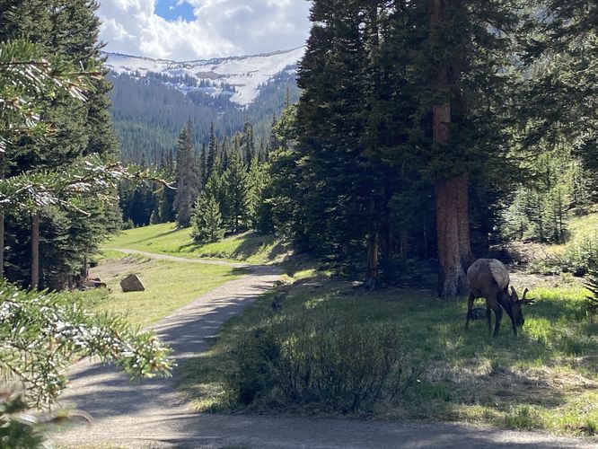 Wild elk grazing near the trail