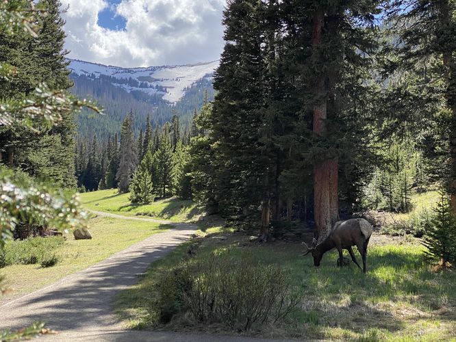 Wild elk grazing near the trail