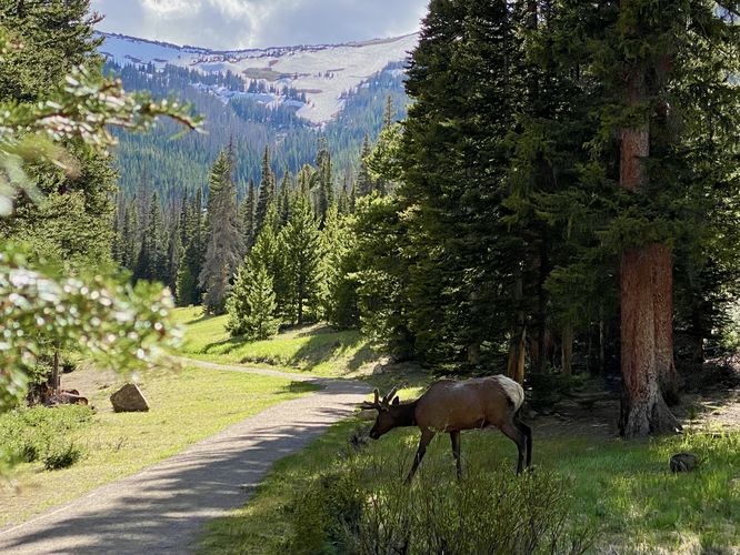 Wild elk crosses the trail