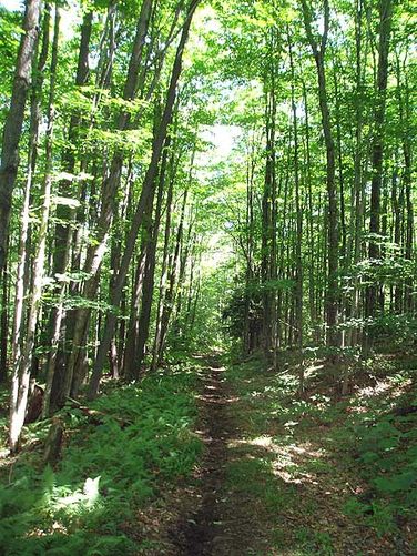Picture 6 of High Meadows and Seneca Creek Hike 080506