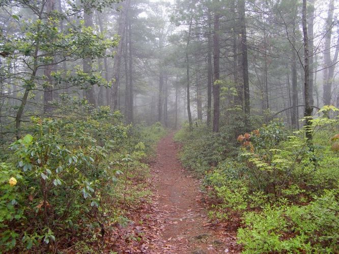 Picture 38 of High Shoals Falls Hike 042615