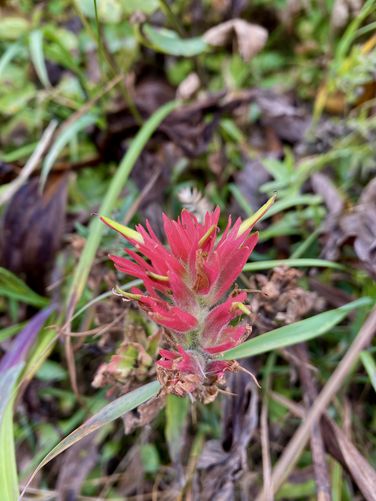 Paintbrush wildflower