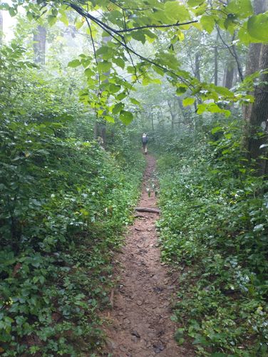 The narrow trail crowded by vegetation.