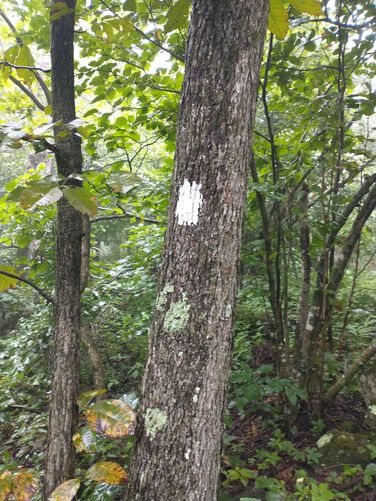 Appalachian Trail Blaze is white