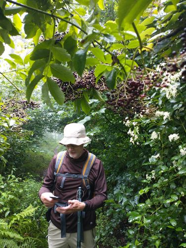 The vegetation was very thick and wet during our hike. Here Elderberry was abundant.