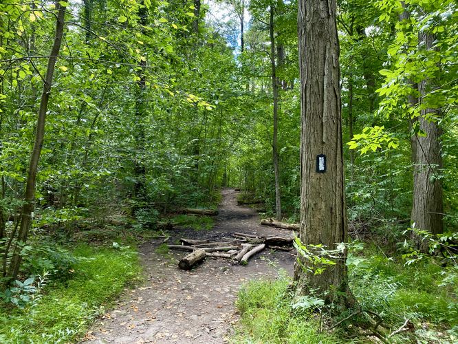 White blazes of the Bruce Trail