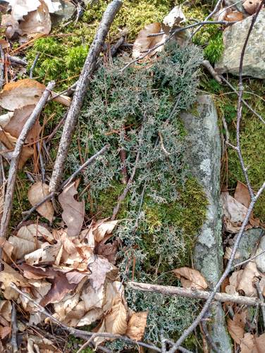 Moss, Lichen and Algae on a Rock
