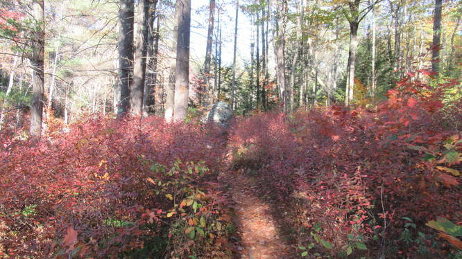 Narrow trail path through beautiful fall color