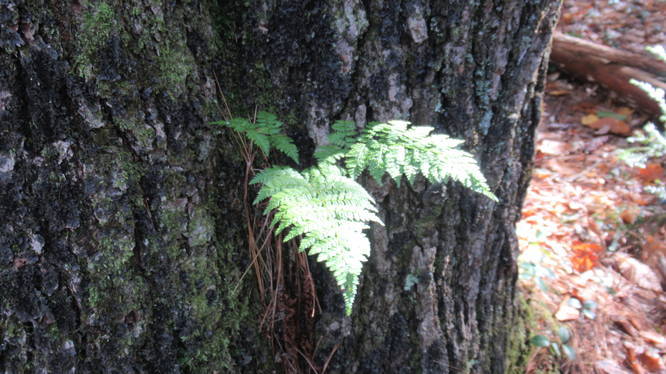 Green fern along trail
