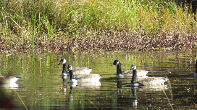 Canada Geese resting before they head south