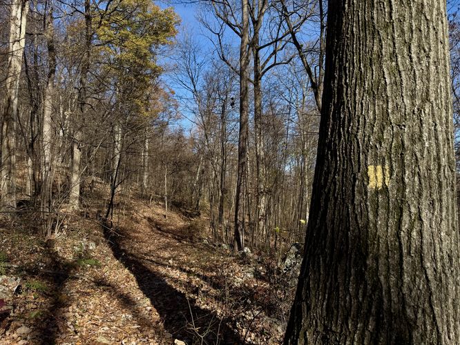 Yellow blazes lead up to Hogback Mountain