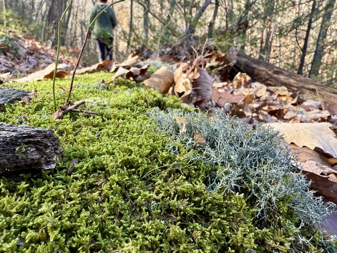 Moss and lichen line this section of the Charcoal Trail
