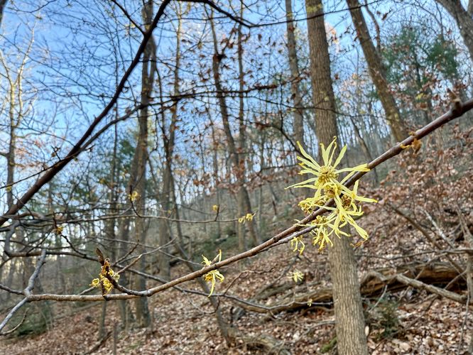 Yellow witch-hazel wildflowers