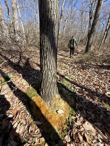 Moss carpets encompass tree tunks along Hogback Mountain