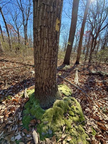 Moss carpets encompass tree tunks along Hogback Mountain