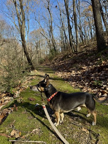 Jax on the trail