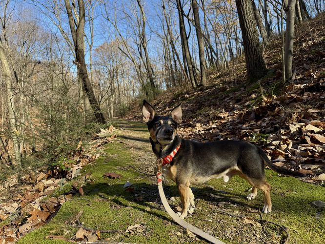 Jax looking for direction on the trail