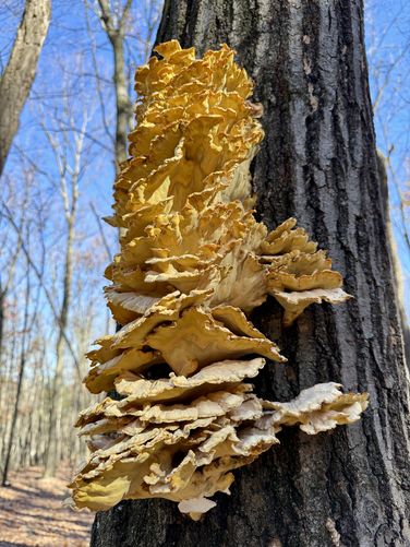 Mushrooms growing on a tree