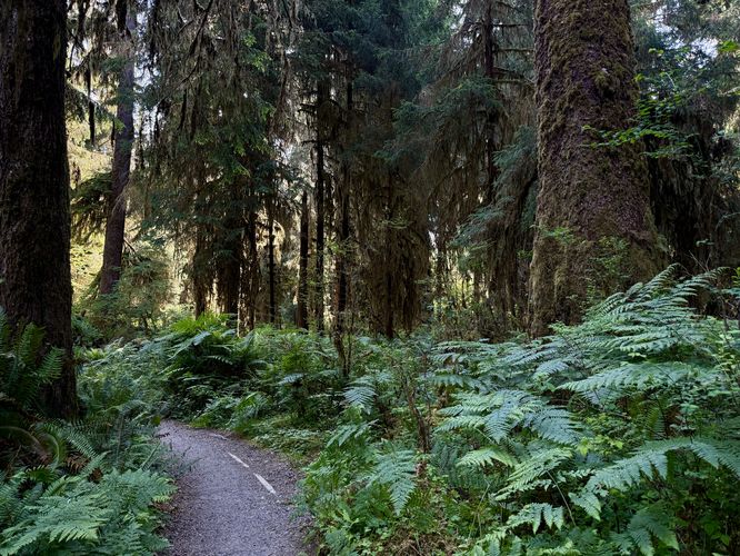 Picture 4 of Hoh River Trail Hike