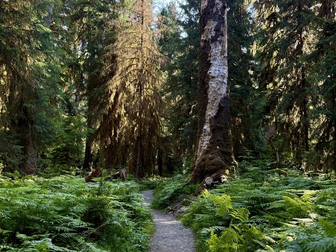 Picture 5 of Hoh River Trail Hike