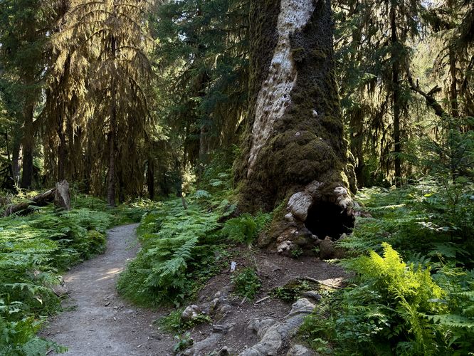 Picture 6 of Hoh River Trail Hike