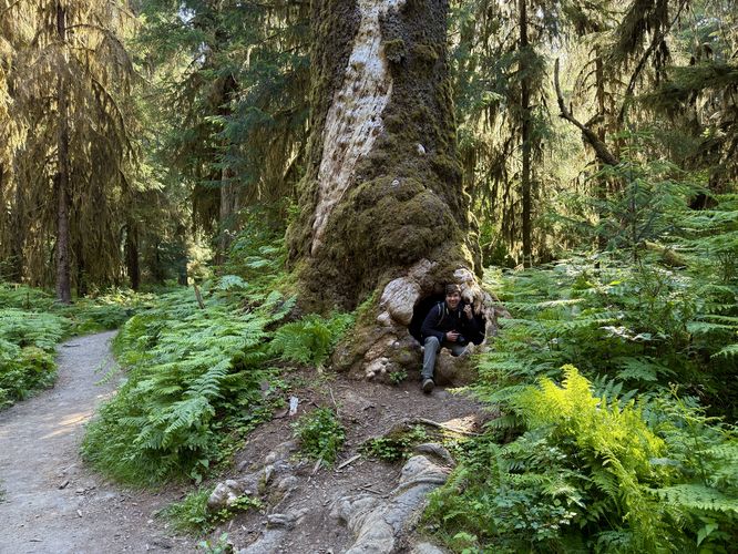 Old-growth tree with a large hole