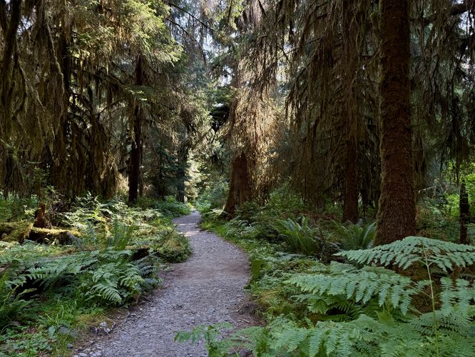 Picture 8 of Hoh River Trail Hike