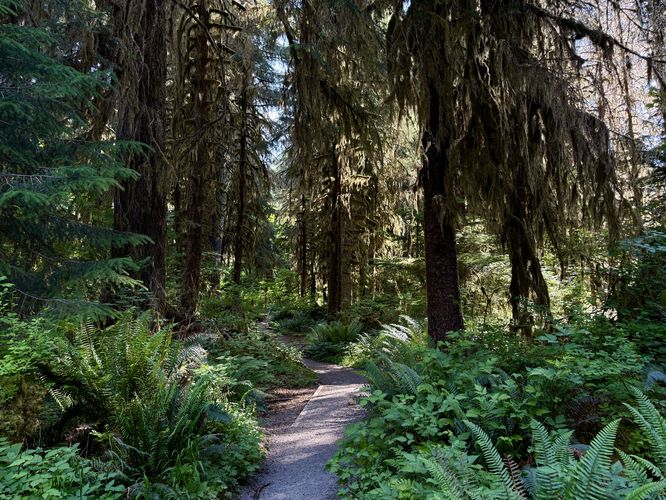 Picture 9 of Hoh River Trail Hike