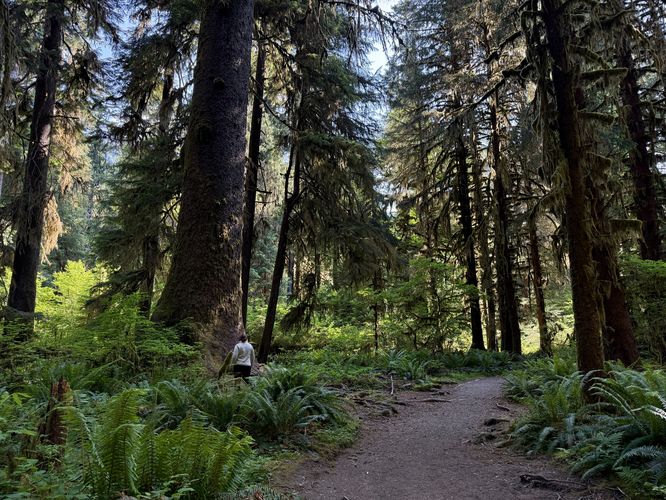 Default image for Hoh River Trail Hike, a 2.0-mile trail in Forks, WA (US)