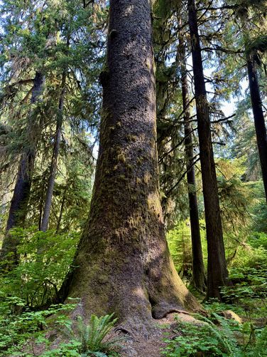 Old-growth tree