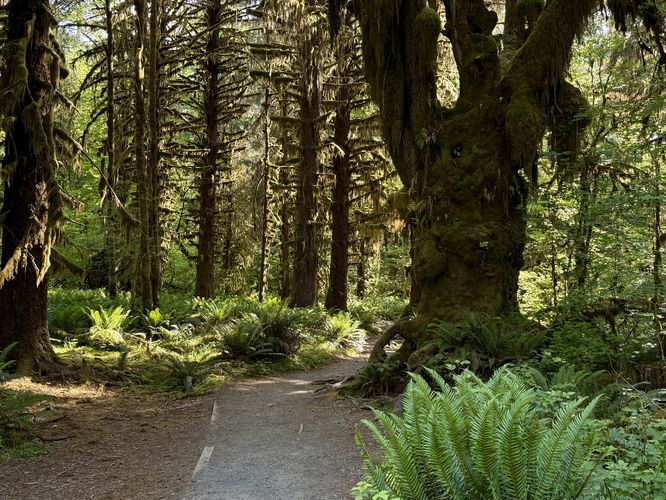 Picture 11 of Hoh River Trail Hike
