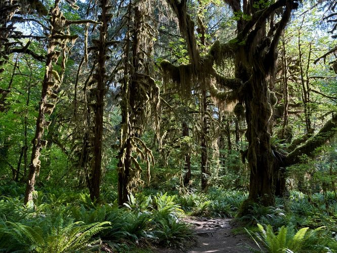 Trees covered in hanging mosses and ferns covering the forest floor in the Hoh Rainforest
