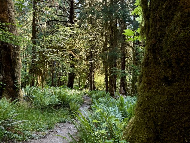 Picture 13 of Hoh River Trail Hike