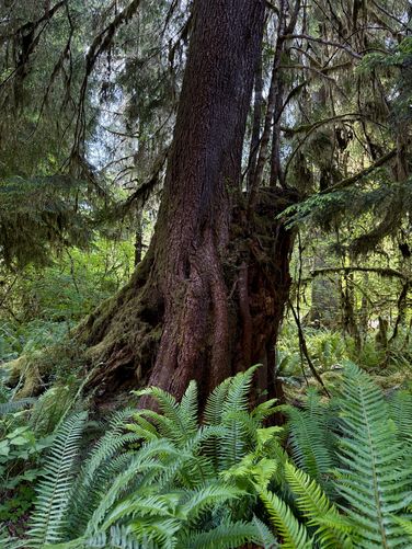 Picture 14 of Hoh River Trail Hike