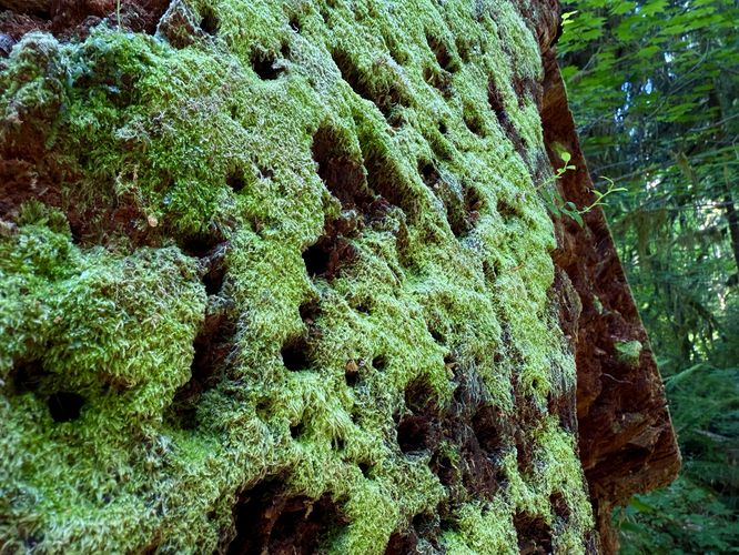 Vibrant green moss growing on a decaying tree