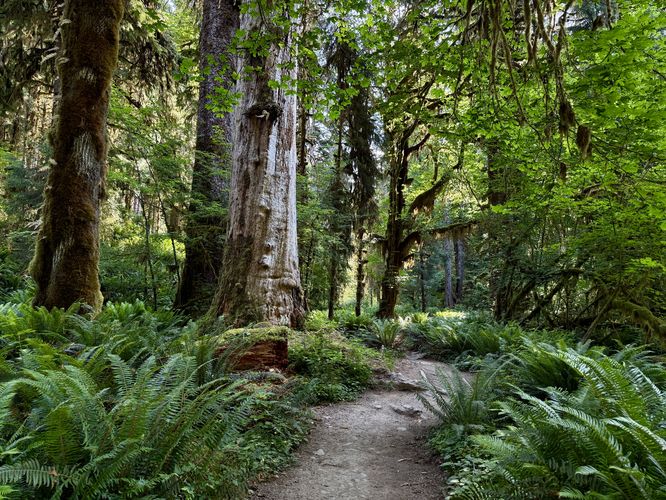Picture 17 of Hoh River Trail Hike